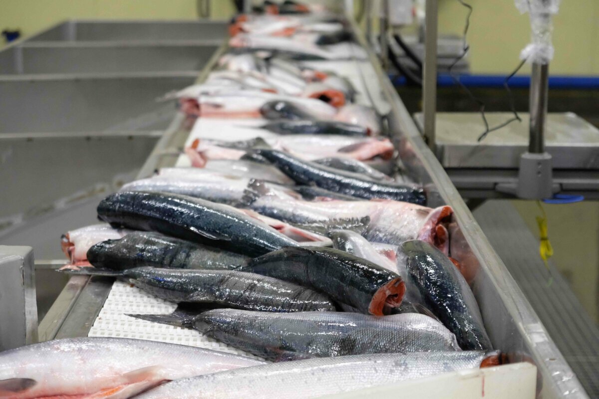 Ассортимент рыбной продукции по проекту